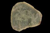 Fossil Hydroid (Drevotella) Pos/Neg - Illinois #120718-1